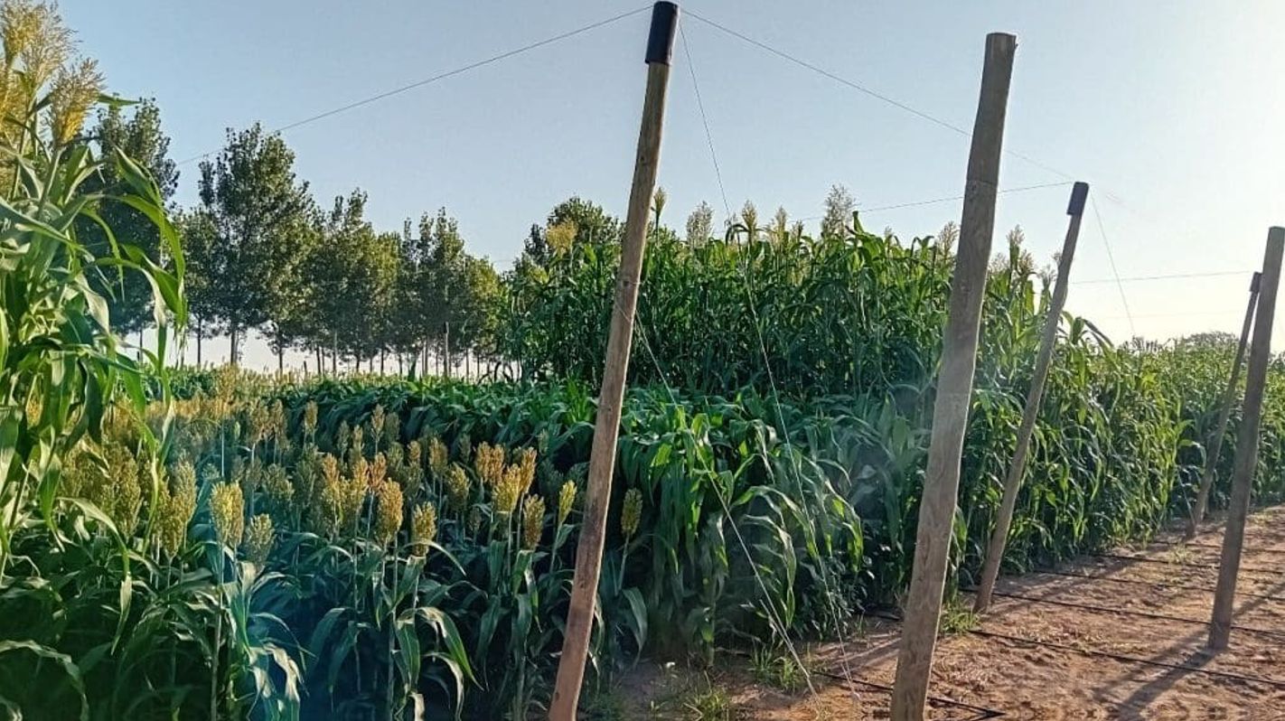 Projecte Sorgofar Cooperativa Plana de Vic