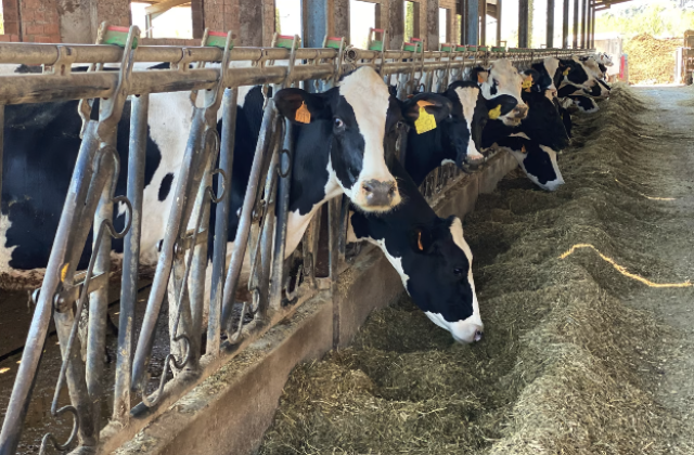 Granges certificades en benestar animal: cuidar els animals és cuidar el futur de la llet