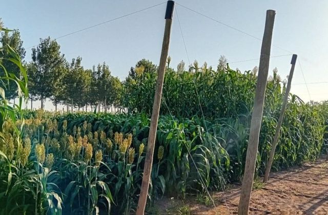 Projecte Sorgofar Cooperativa Plana de Vic