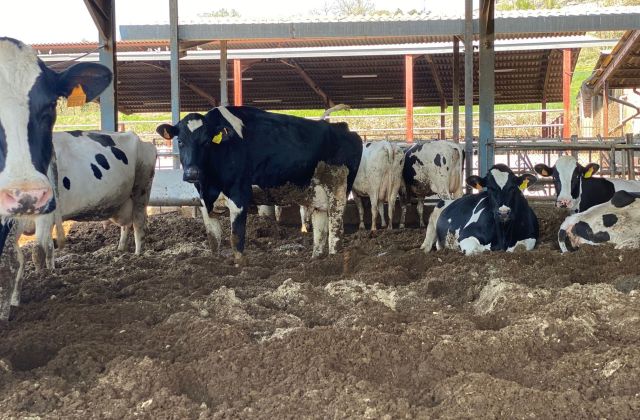 Pinsos certificats i animals ben cuidats